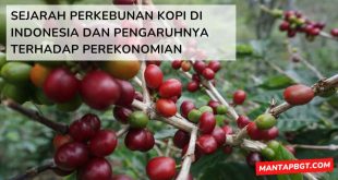 Sejarah perkebunan kopi di Indonesia dan pengaruhnya terhadap perekonomian - mantapbgt.com