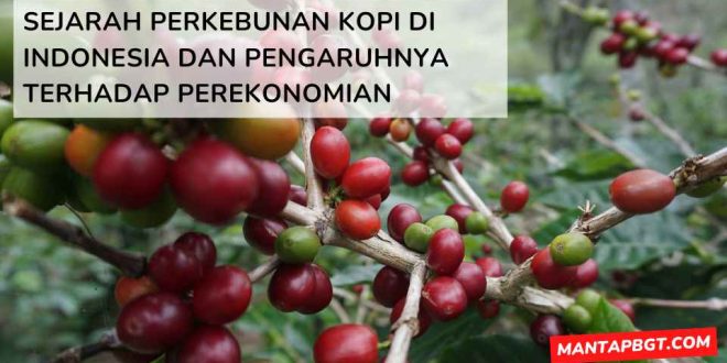 Sejarah perkebunan kopi di Indonesia dan pengaruhnya terhadap perekonomian - mantapbgt.com